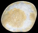 Polished Fossil Coral (Actinocyathus) Dish - Morocco #53775-1